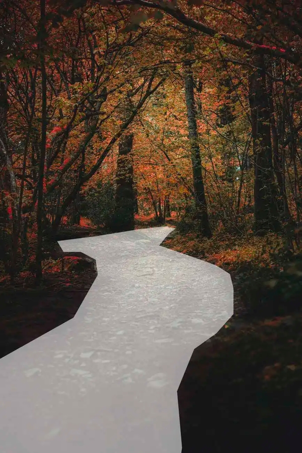 a path leading through an autumnal woodland